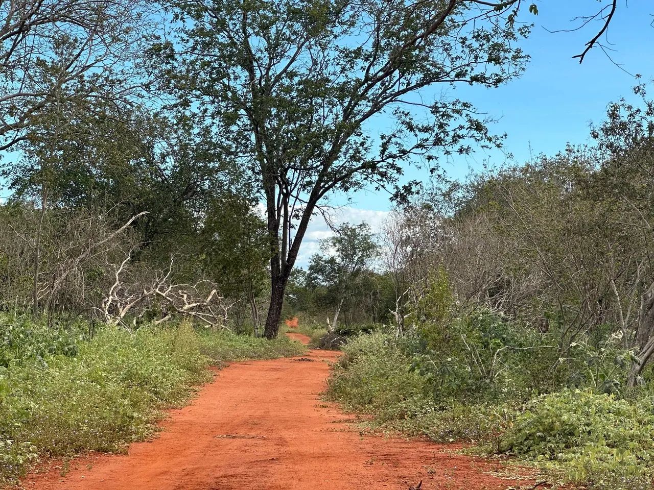 Terras com 333ha. em Dirceu Arcoverde-PI - Foto 2