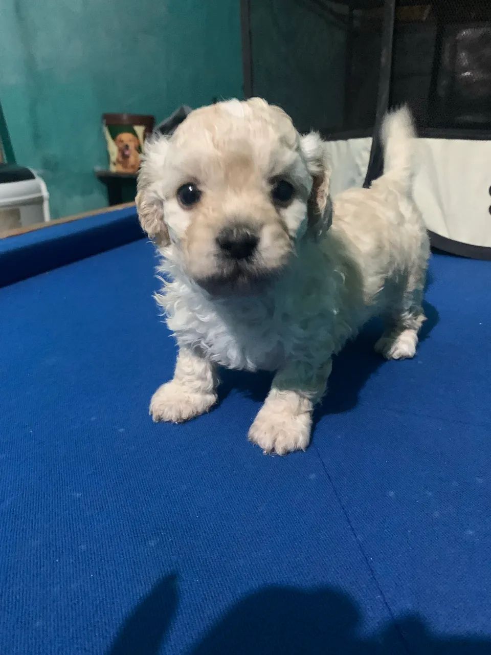 Filhote de cachorro - Foto 3