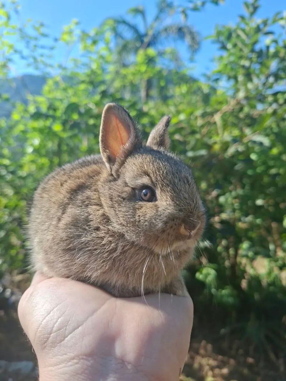 Mini coelhos - Foto 3