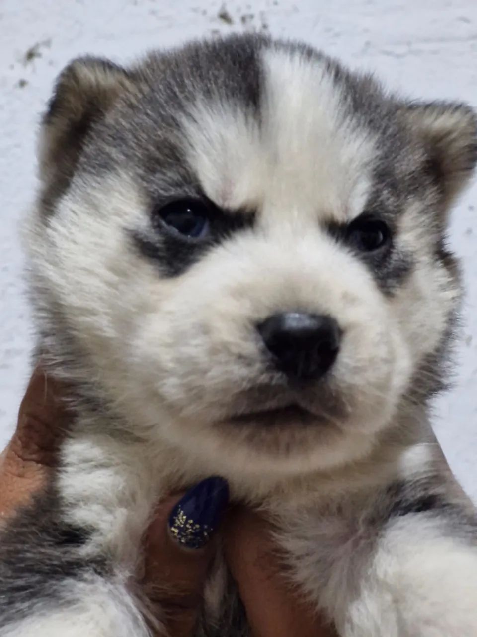 Huskey - Foto 4
