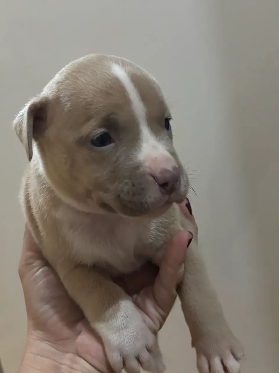 Cachorro  - Foto 3