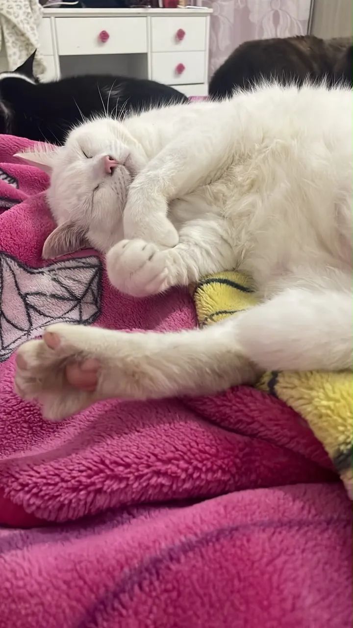 Doação de gato branco  - Foto 4