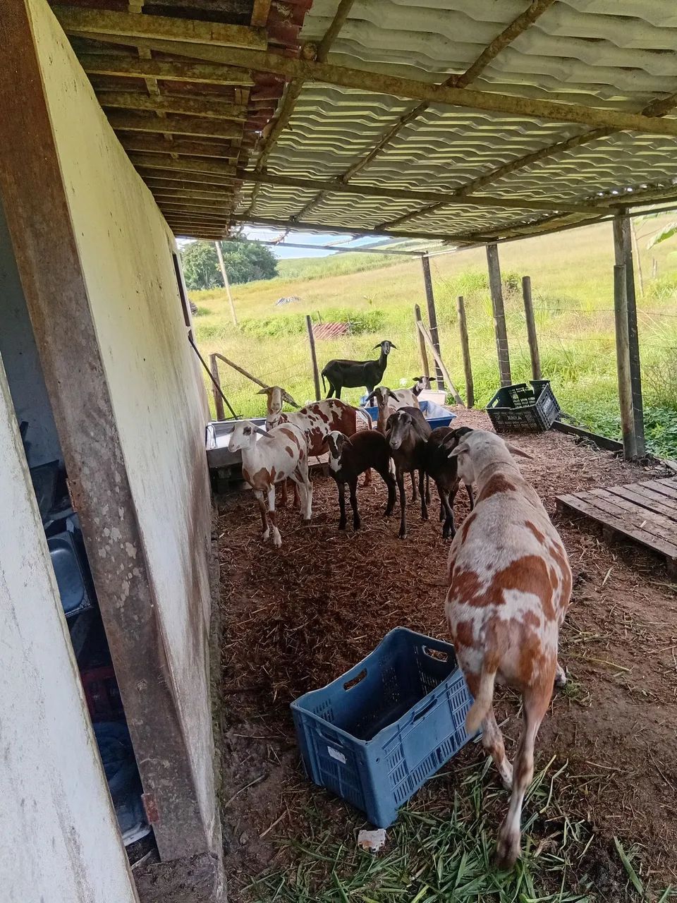 Carneiro e ovelhas  - Foto 3