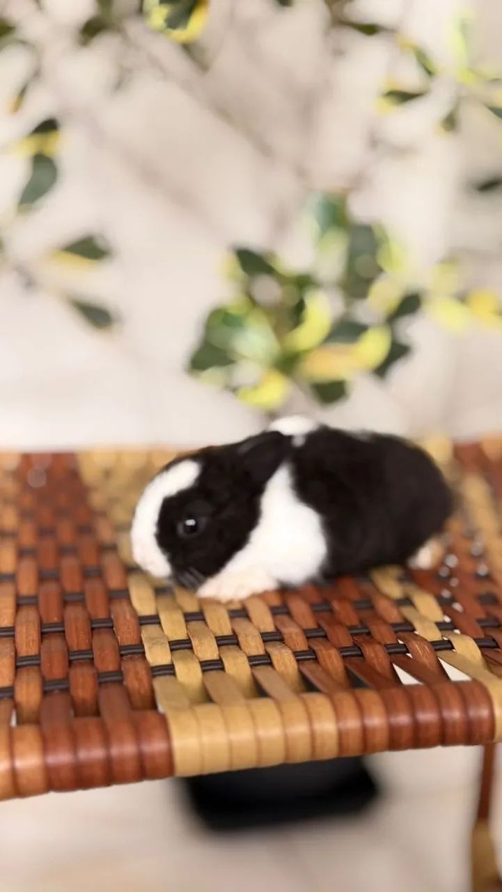Netherland Dwarf Rabbit446520078191175681