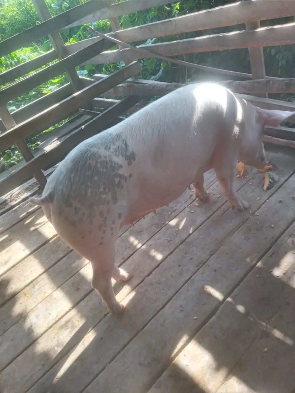 Porco  - Foto 4