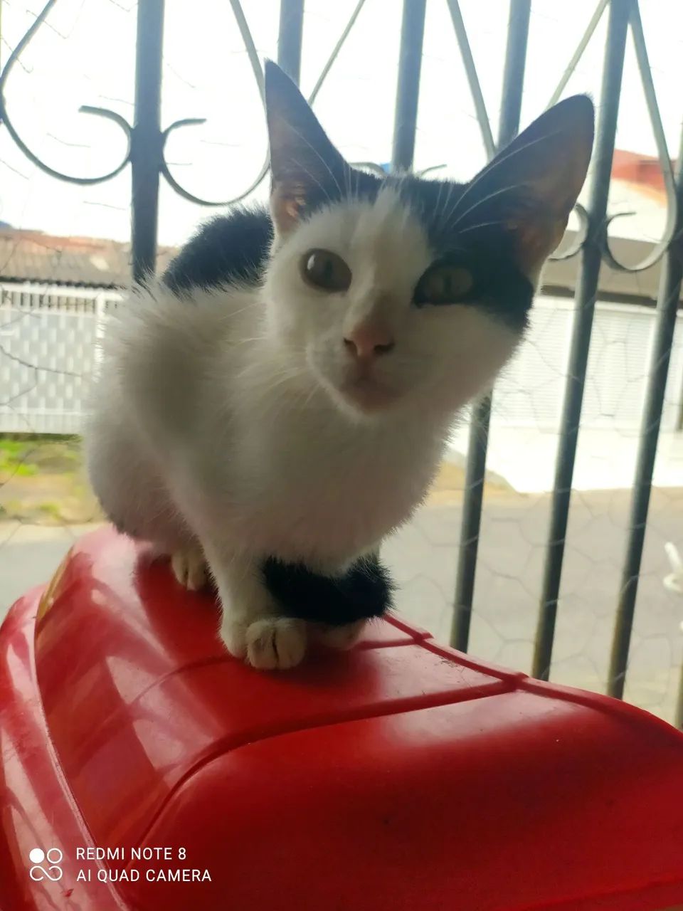 Gatos para doação, desde filhotes a adultos - Foto 4