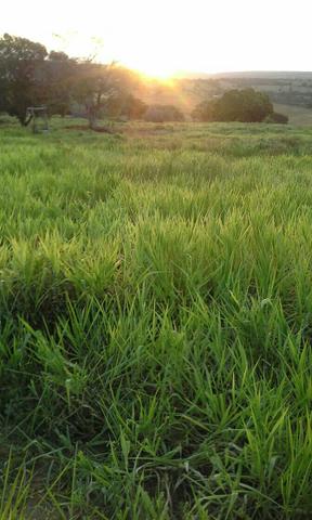 Fazenda em Ribeira do Pombal - Foto 12