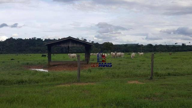 Fazenda Localizada na cidade de Buritis-RO - Foto 4