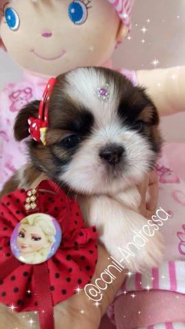 IMPERDÍVEL shih Tzu filhotes