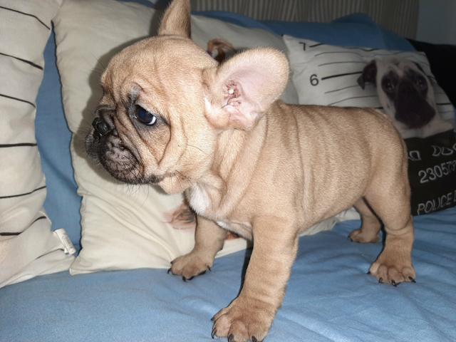 Buldogue francês - Foto 3