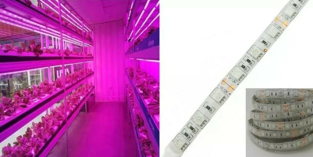 COD-CP325 1 Metro Fita Led Full Spectrum Indoor Grow 7red 1blue Cultivo Aquario - Foto 6