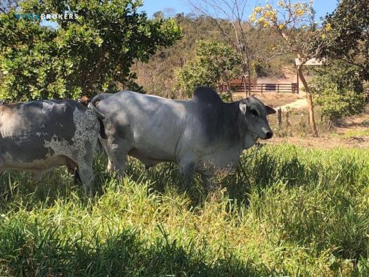 Chácara na região do manso com 2 dormitórios à venda, 680000 m² por R$ 600.000 - Zona Rura - Foto 6