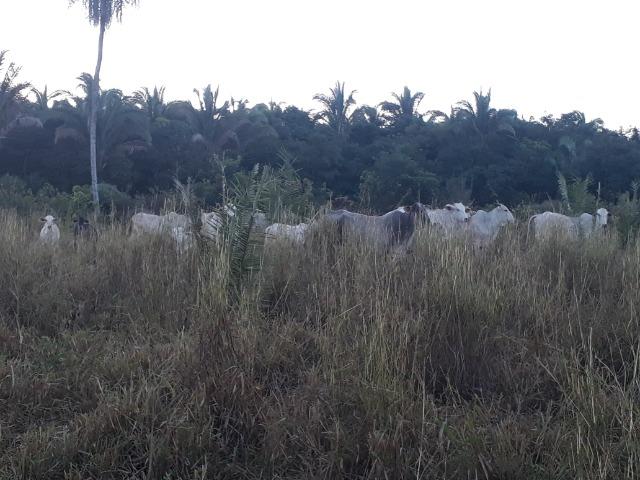 Chácara em Acorizal 38,2 hectares - Foto 10
