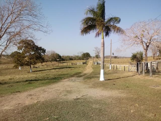 Fazenda 163 hec em Acorizal, próximo chapéu do sol - Foto 3