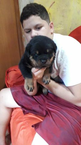 Rotweiller femeas disponíveis