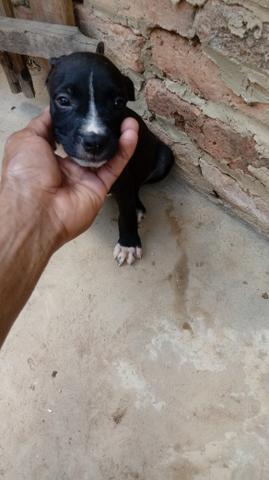 Filhote de Pitbull