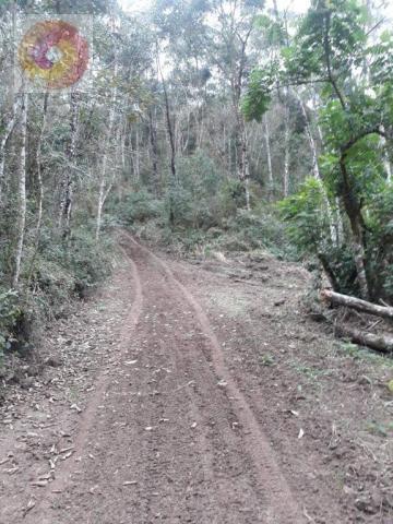Chácara à venda, 23000 m² por R$ 180.000 - Palmerinha - Campina Grande do Sul/PR - Foto 4