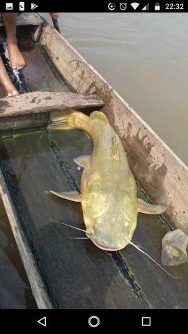 Vendo chácara na beira do rio ao lado do pesqueiro casa de telha - Foto 7