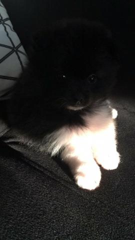 Lulu da Pomerana Tamanho pequeno