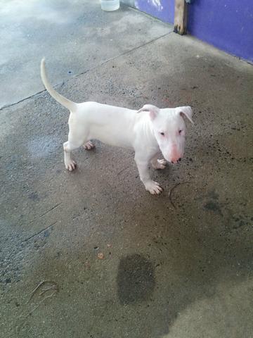 Caniplus Bull terrier - Foto 4