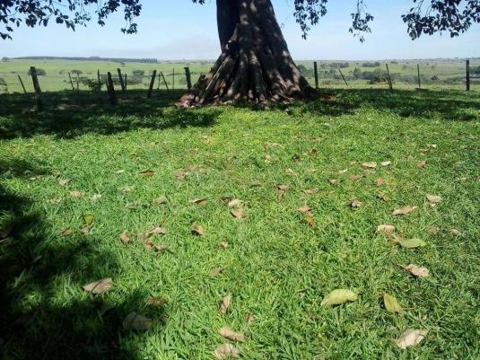Chácara à venda, 20000 m² por R$ 350.000,00 - Zona Rural - Presidente Venceslau/SP - Foto 11
