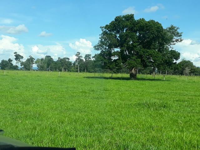 Fazenda Terra de cultura em Arenapolis - Foto 7