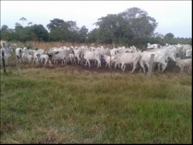 Fazenda no Fazenda em Santo Antonio do Leverger - Foto 7