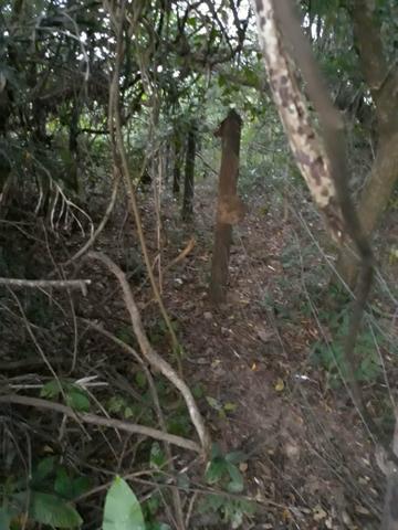 Vendo chácara na beira do rio ao lado do pesqueiro casa de telha - Foto 8