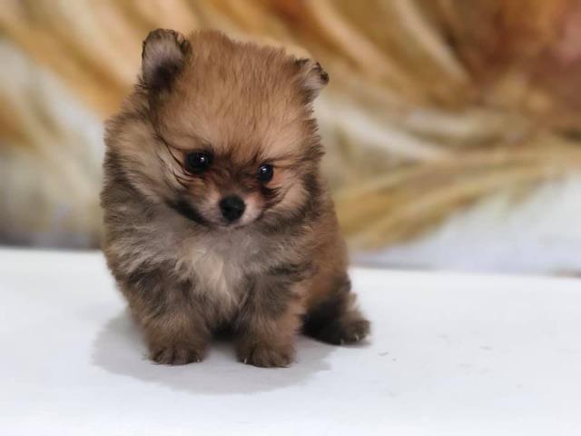 Spitz alemao branco e laranja a pronta entrega - Foto 2