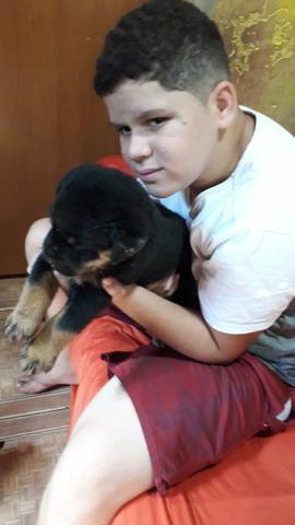 Rotweiller femeas disponíveis - Foto 2