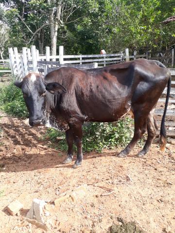 Vacas - Foto 4