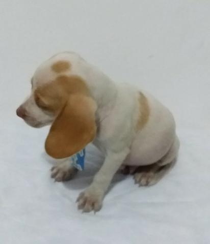 Beagle 94170.1378.macho 13 polegadas baixei o preço parc/10x chama no zap Sp - Foto 5