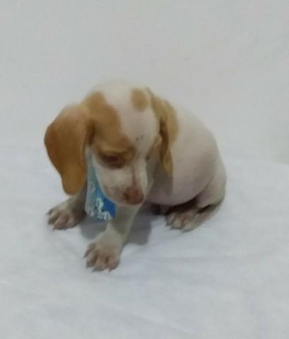 Beagle 94170.1378.macho 13 polegadas baixei o preço parc/10x chama no zap Sp
