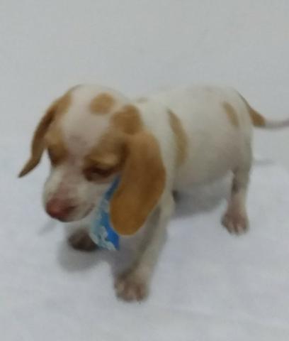 Beagle 94170.1378.macho 13 polegadas baixei o preço parc/10x chama no zap Sp - Foto 4