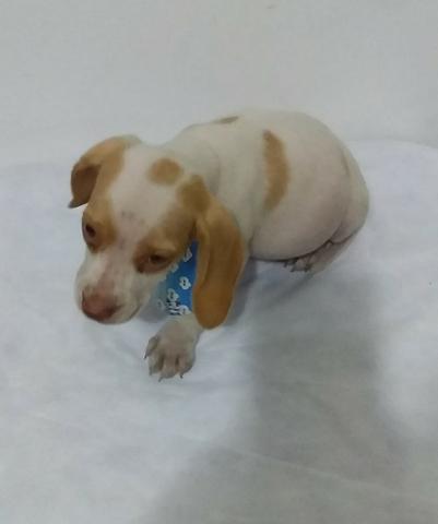 Beagle 94170.1378.macho 13 polegadas baixei o preço parc/10x chama no zap Sp - Foto 6