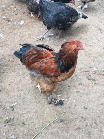 Vendo galinhas e galos 25 a 40 - Foto 6