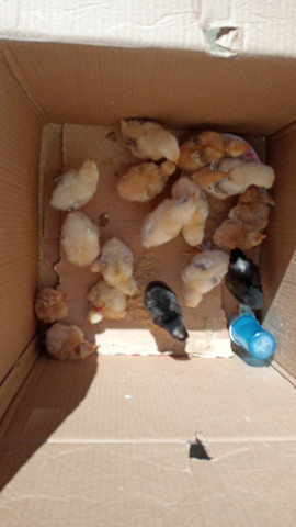 Pintinhos