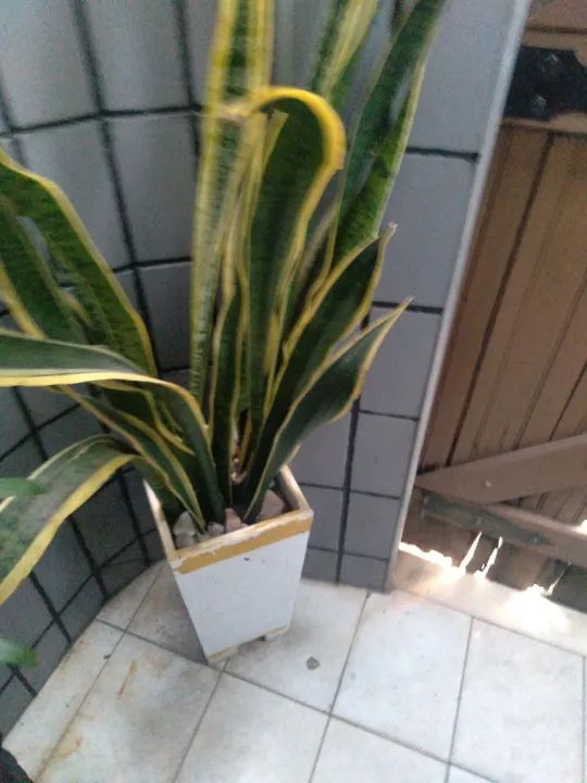 Planta ornamental no vaso 40x30 ou vaso taça 