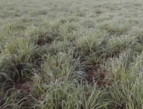 Adulbo fertilizante adubo - Foto 4