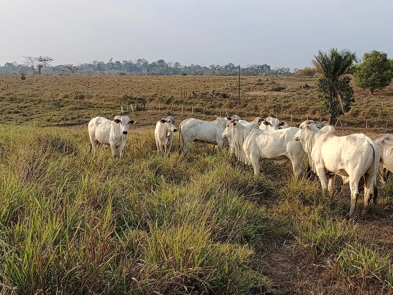 Tourinho cara limpa disponível 