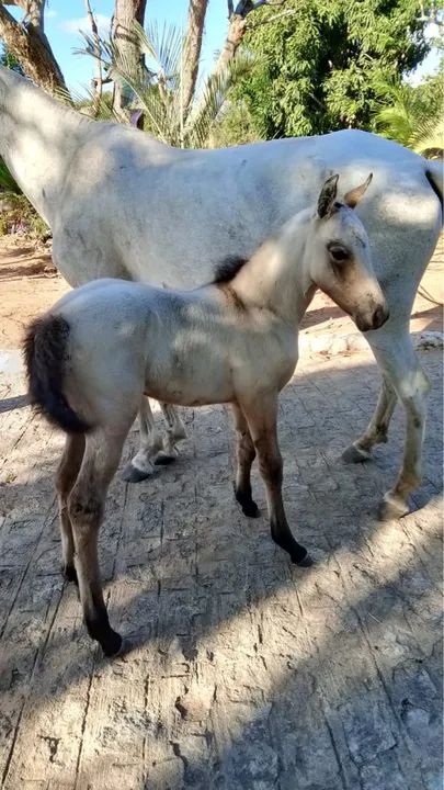 Potra Mangalarga Machador (ELFO E FAVACHO ÚNICO 2x) - Foto 2