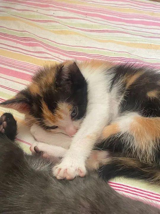 Gatinha Calma e Carinhosa para Adoção