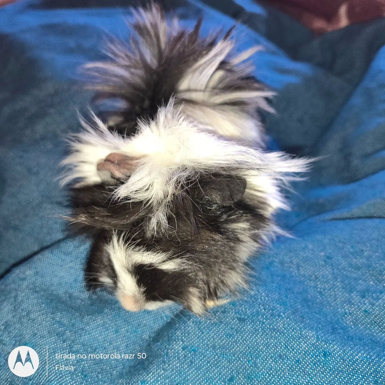 Vendo machinho porquinho da índia peruano  - Foto 2