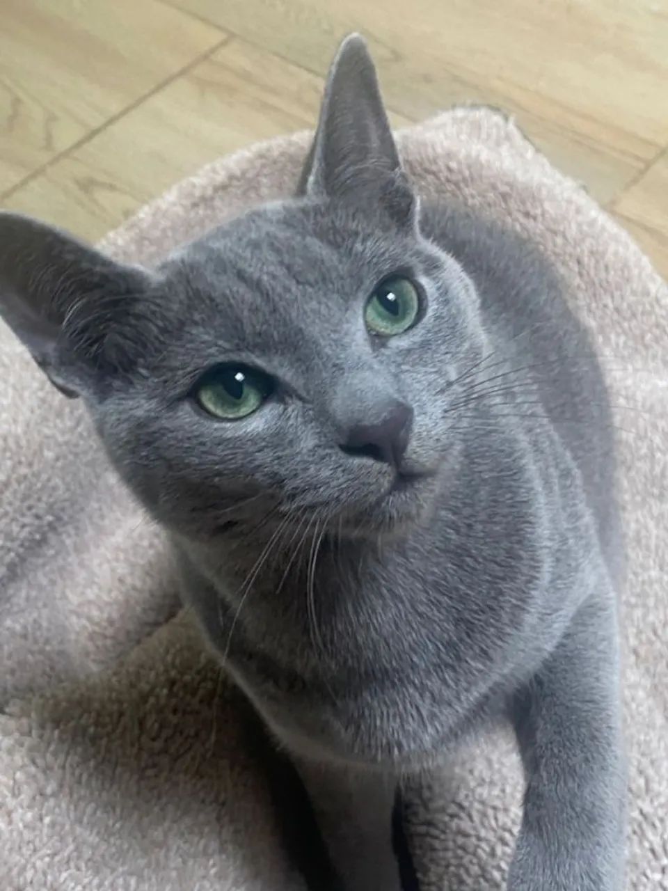 Filhote de Gato Russian Blue à venda! 