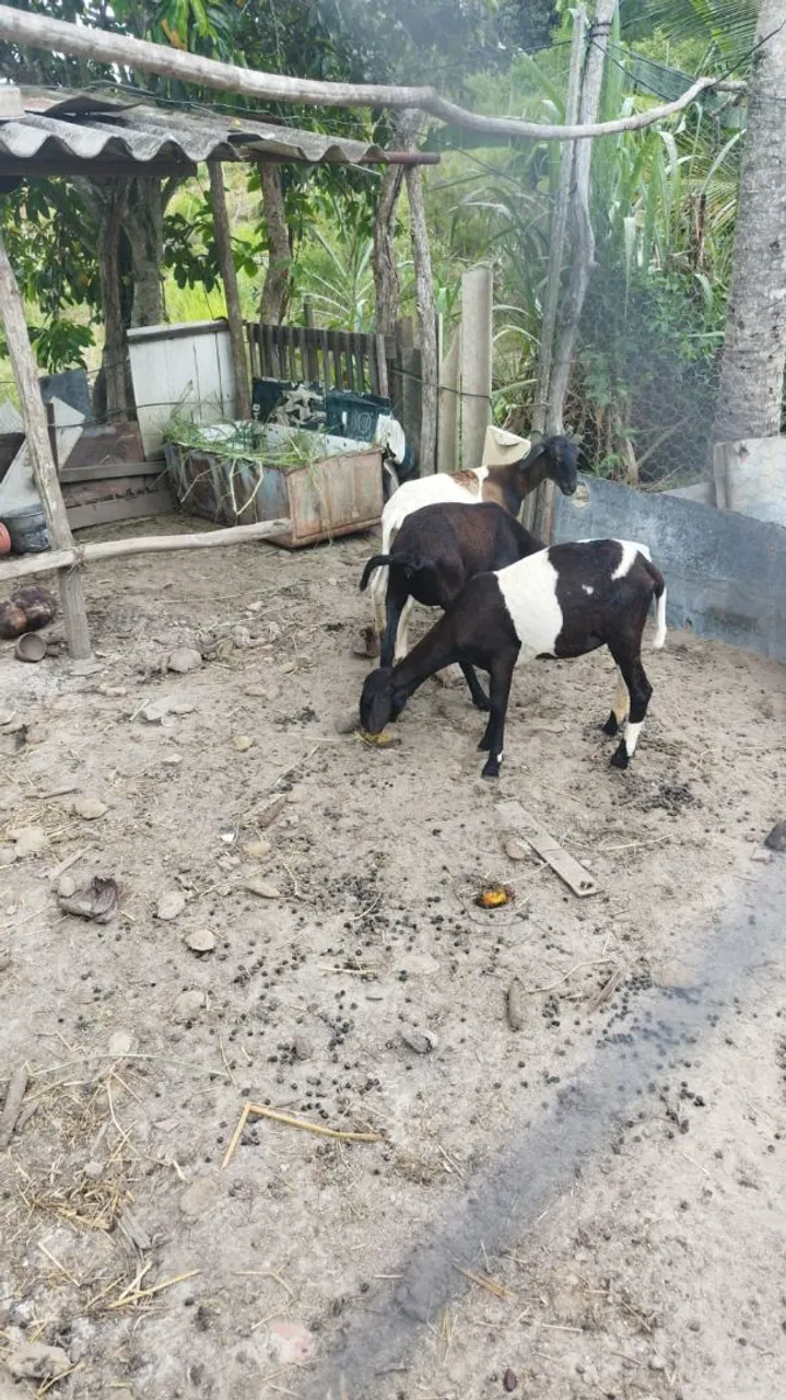 Cabras para criação