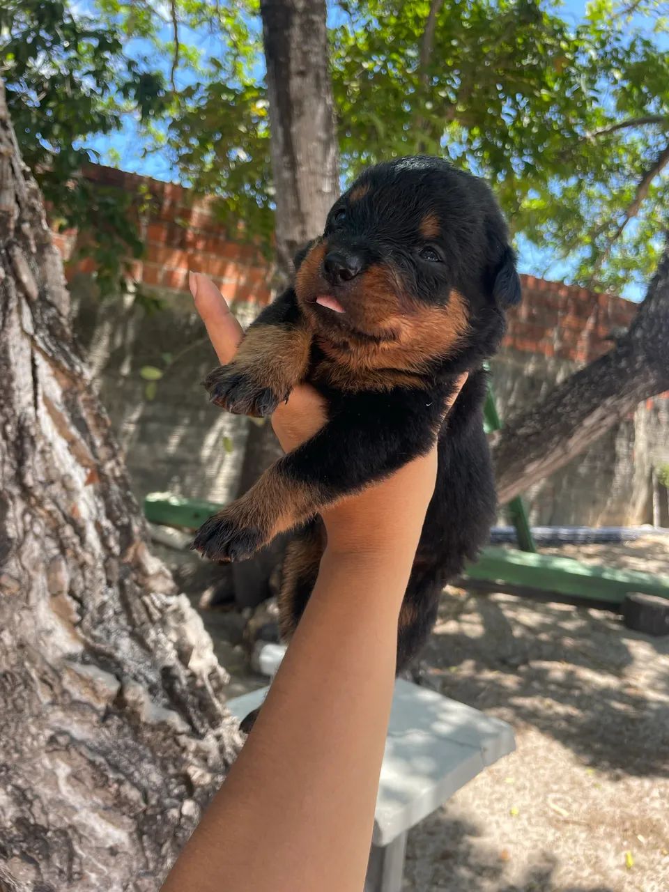 Vende -se filhotes rottweiler fêmea  - Foto 2