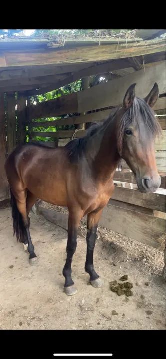 VENDO OU FAÇO BRICK  - Foto 2