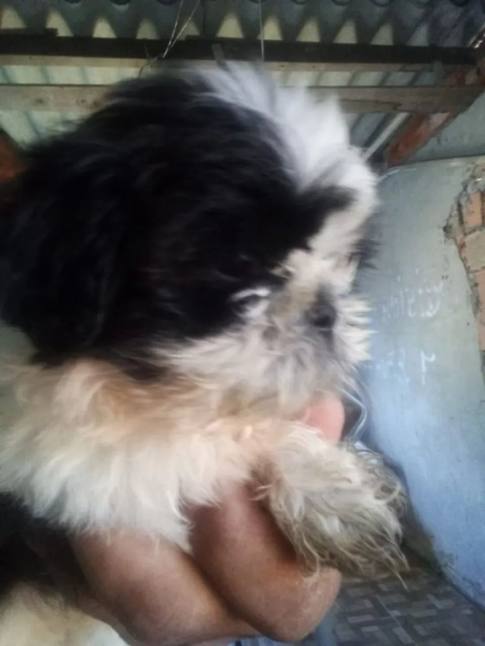 Shih Tzu Fofo Procurando Um Lar