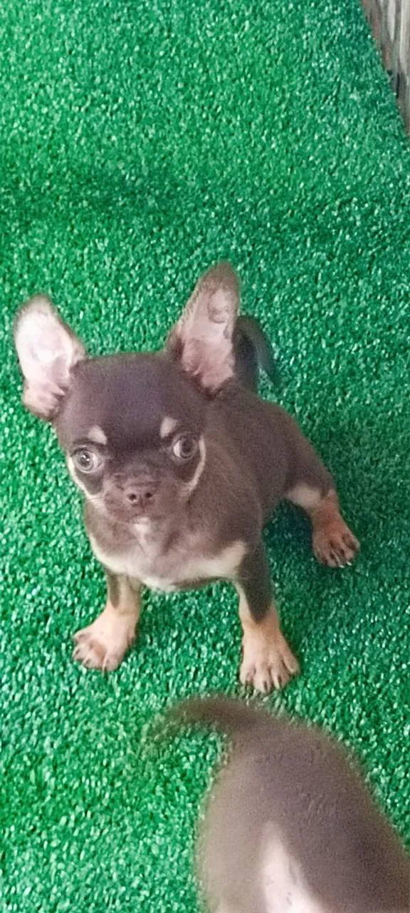 Lindo Machinho chihuahua na cor chocotan