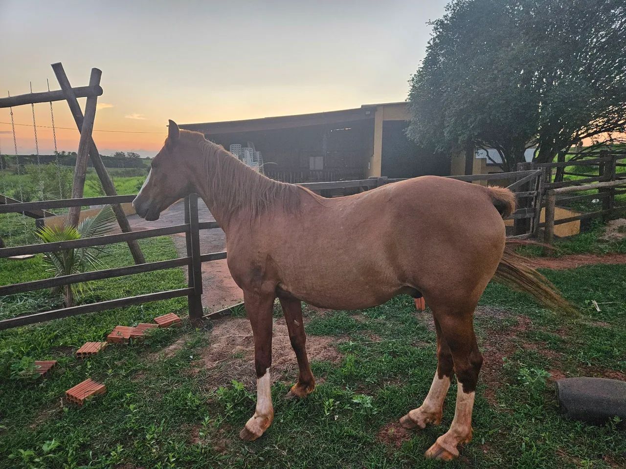 Cavalo manga larga  - Foto 2